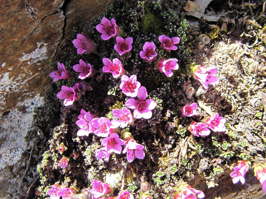 Saxifraga oppositifolia / Sassifraga a fg. opposte